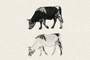 Heraldry Cow Engraving Illustration, an Animal Illustration by Kaizla03 (Thumbnail 4 of 4)