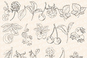 Forest Berries Digital Stamps, a Graphic by Favorites_Art (Thumbnail 2 of 6)
