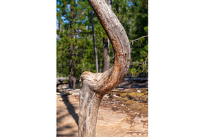 Smooth but curved tree trunk by, a Nature Photo by Backyard Stock