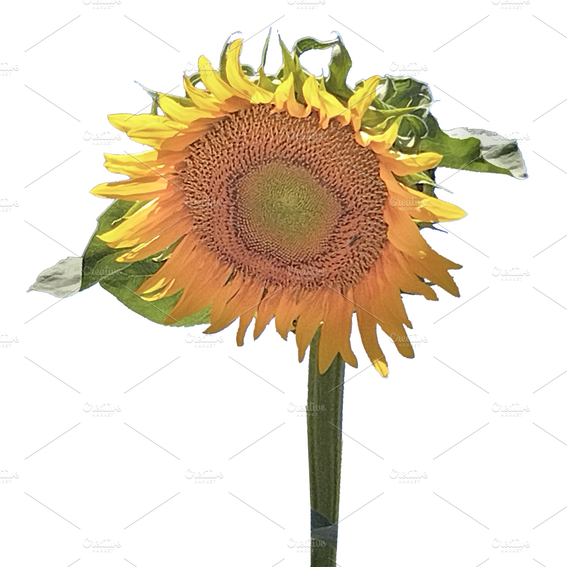 Big sunflower isolated photo, a Nature Photo by DanFLCreativo