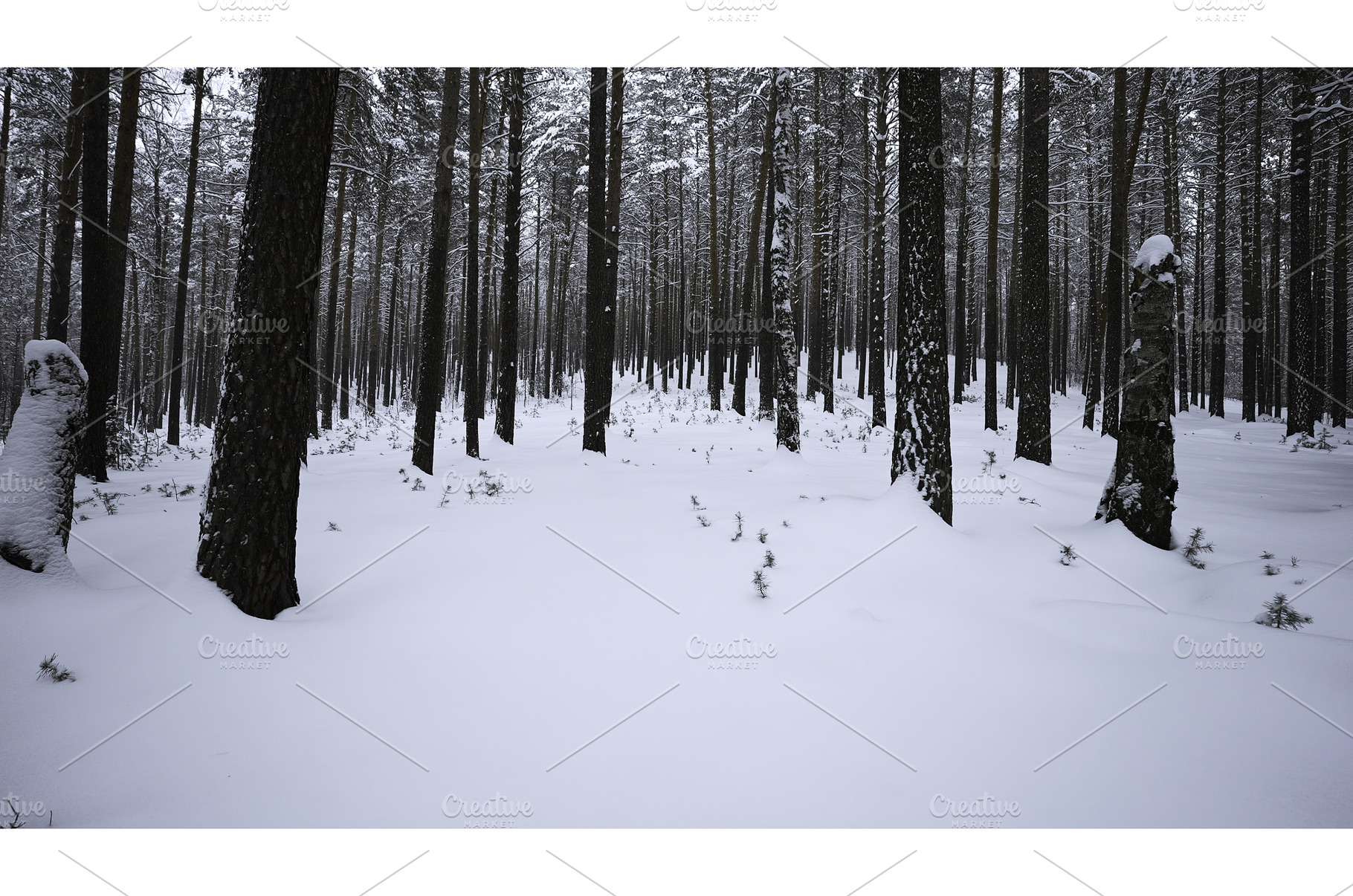 Beautiful dive into winter forest, a Nature Photo by Media Whale Stock