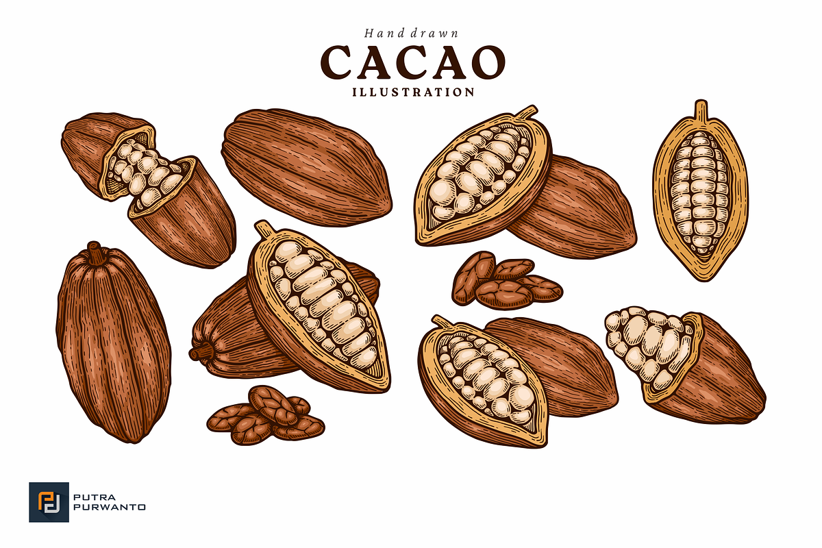 Hand Drawn Cacao Illustration, an Object Graphic by putra_purwanto