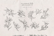 Innocent Lily - Floral Line Art, an Illustration by Julia M. Watercolor (Thumbnail 4 of 11)