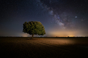 Milky way over an oak tree