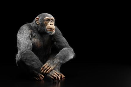 Chimpanzee monkey portrait on black., an Animal Photo by Photocreo Michal Bednarek