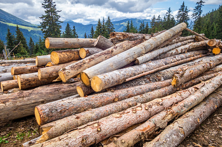 Stack of tree trunks, a Nature Photo by GoodGoods