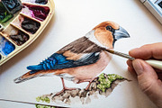 Forest Birds Watercolor Set, an Animal Illustration by AnitaPol (Thumbnail 9 of 26)