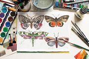 Australian Moths hand painted, an Animal Illustration by FITALARTSNEDIGI (Thumbnail 5 of 8)