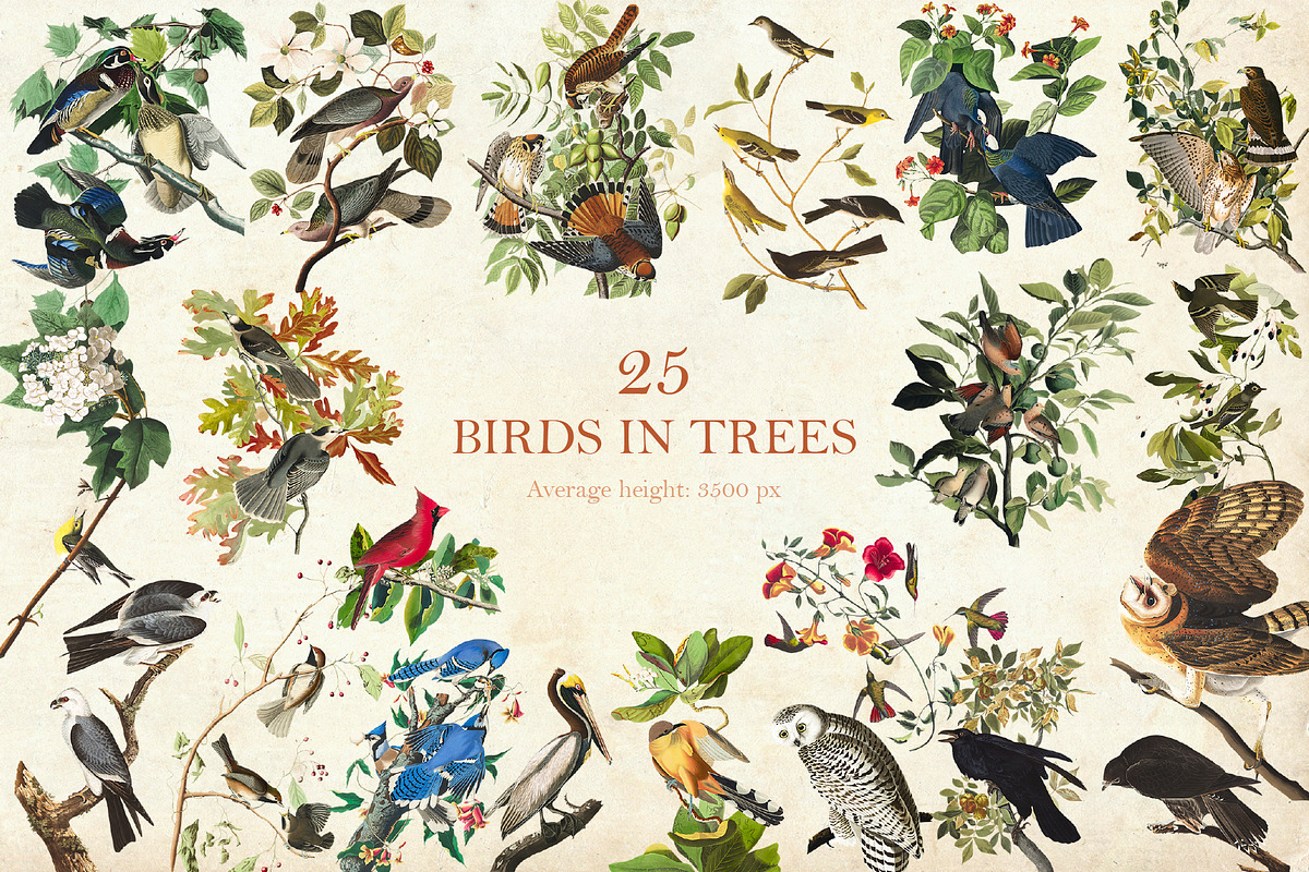 90 Vintage Birds of America, an Illustration by The Object Atlas (Photo 5 of 9)