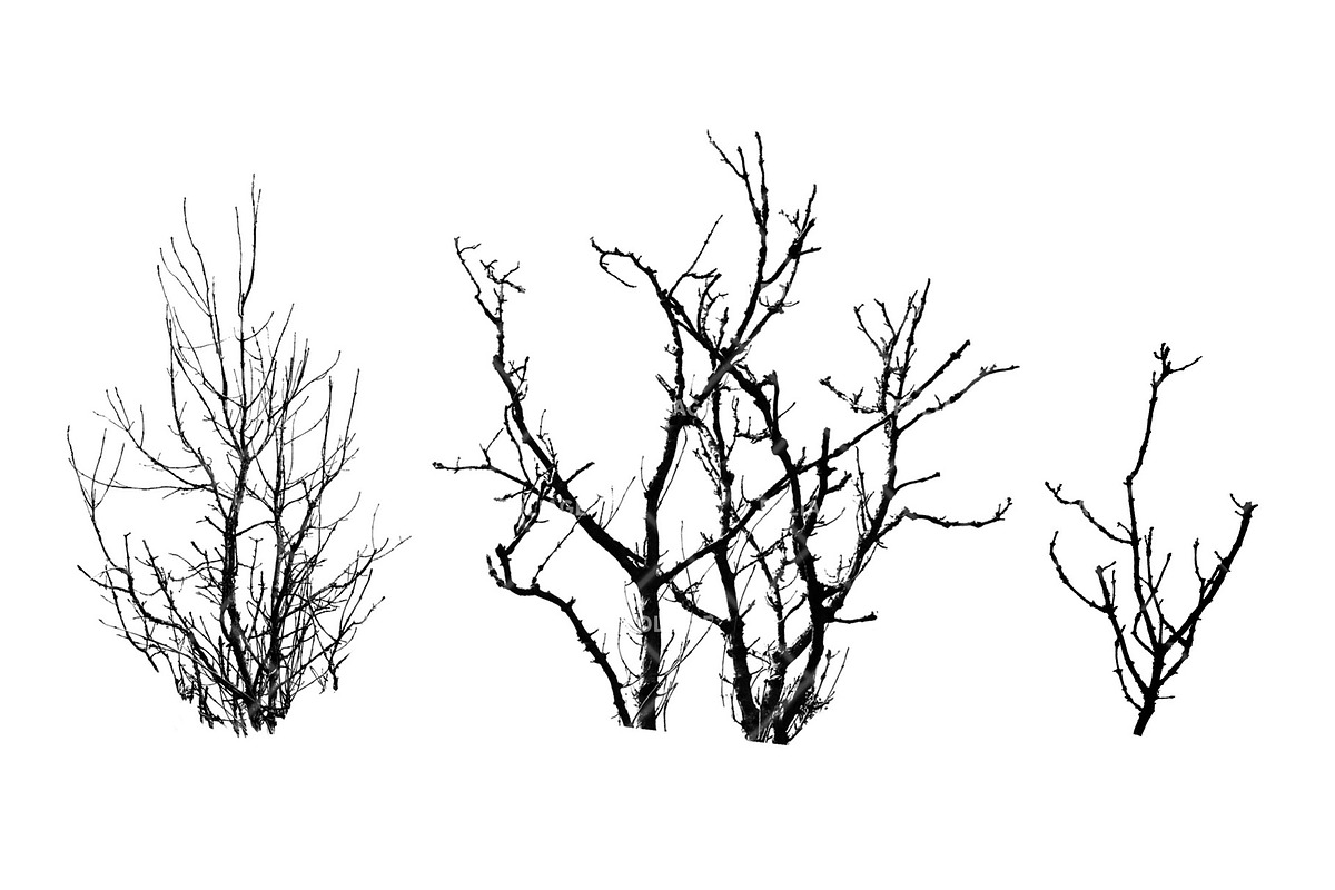 Foliage 2 Brush Set, a Brush Add-On by Zsolt Kosa Art (Photo 4 of 8)