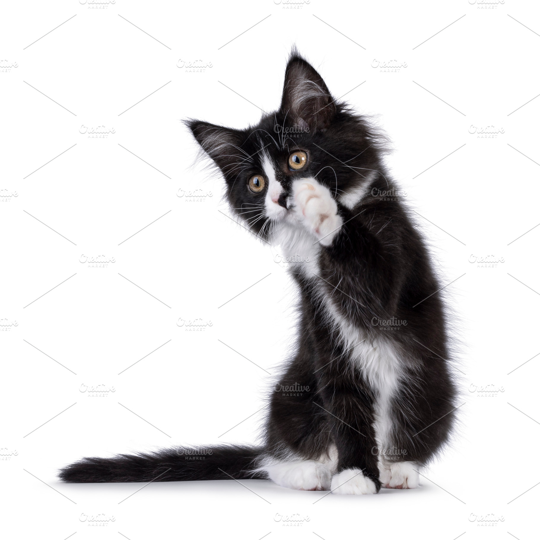 Maine Coon cat kitten on white background, an Animal Photo by Cat'chy Images by Nynke