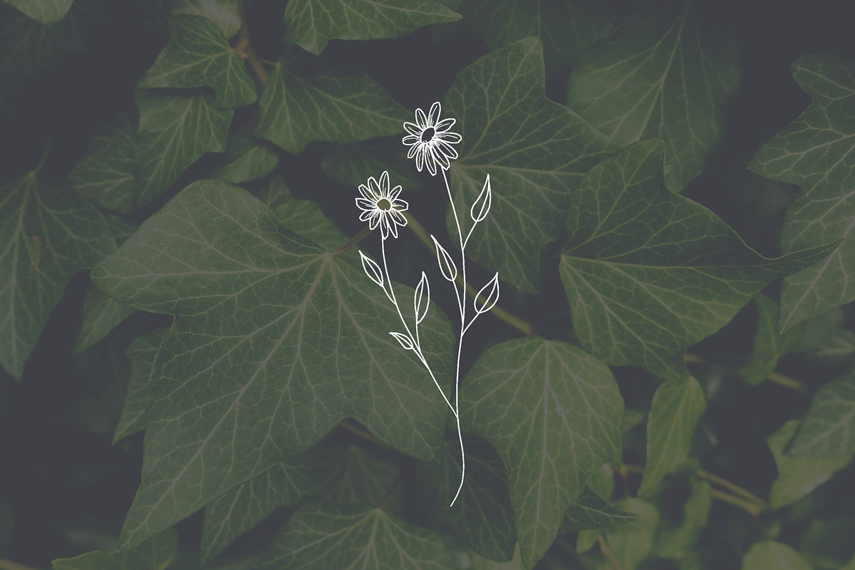 PNG + JPEG 6 Hand Drawn Wildflowers, an Illustration by Bilbie Artwork (Photo 7 of 7)