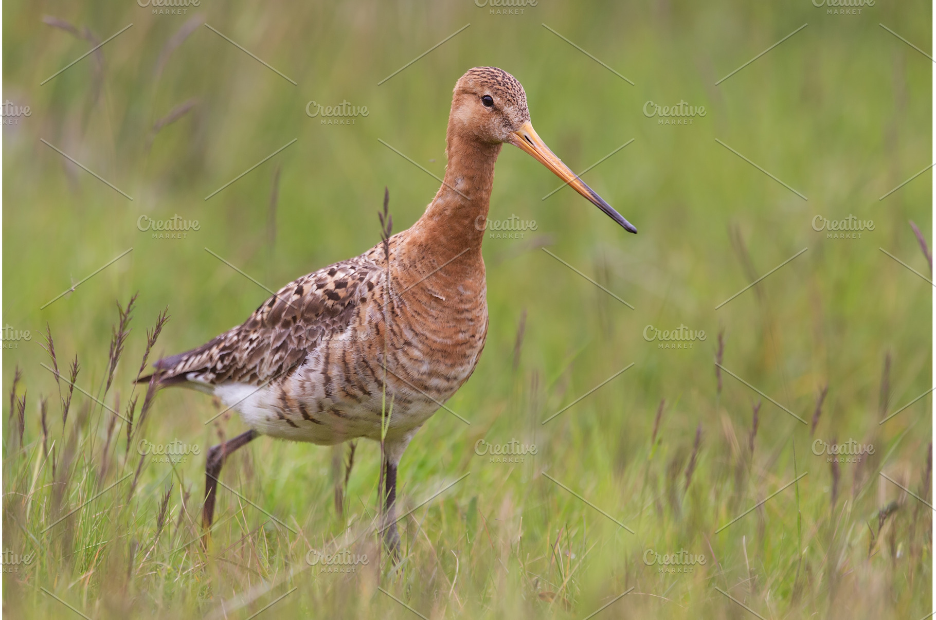 Black-tailed godwit, Limosa limosa, an Animal Photo by WildMedia