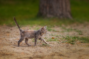 Gray striped cat walks on a leash on