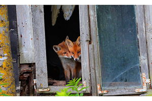 Curious little cubs of red fox -, an Animal Photo by Lukas Jonaitis SHOP