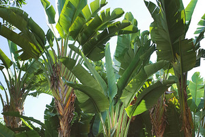 Tropical Plants Jungle Garden