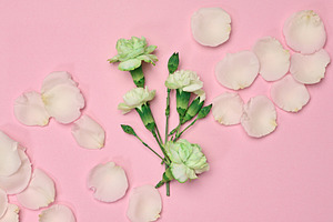 Light green carnations and delicate rose petals on pink backgrou, a Nature Photo by ndanko
