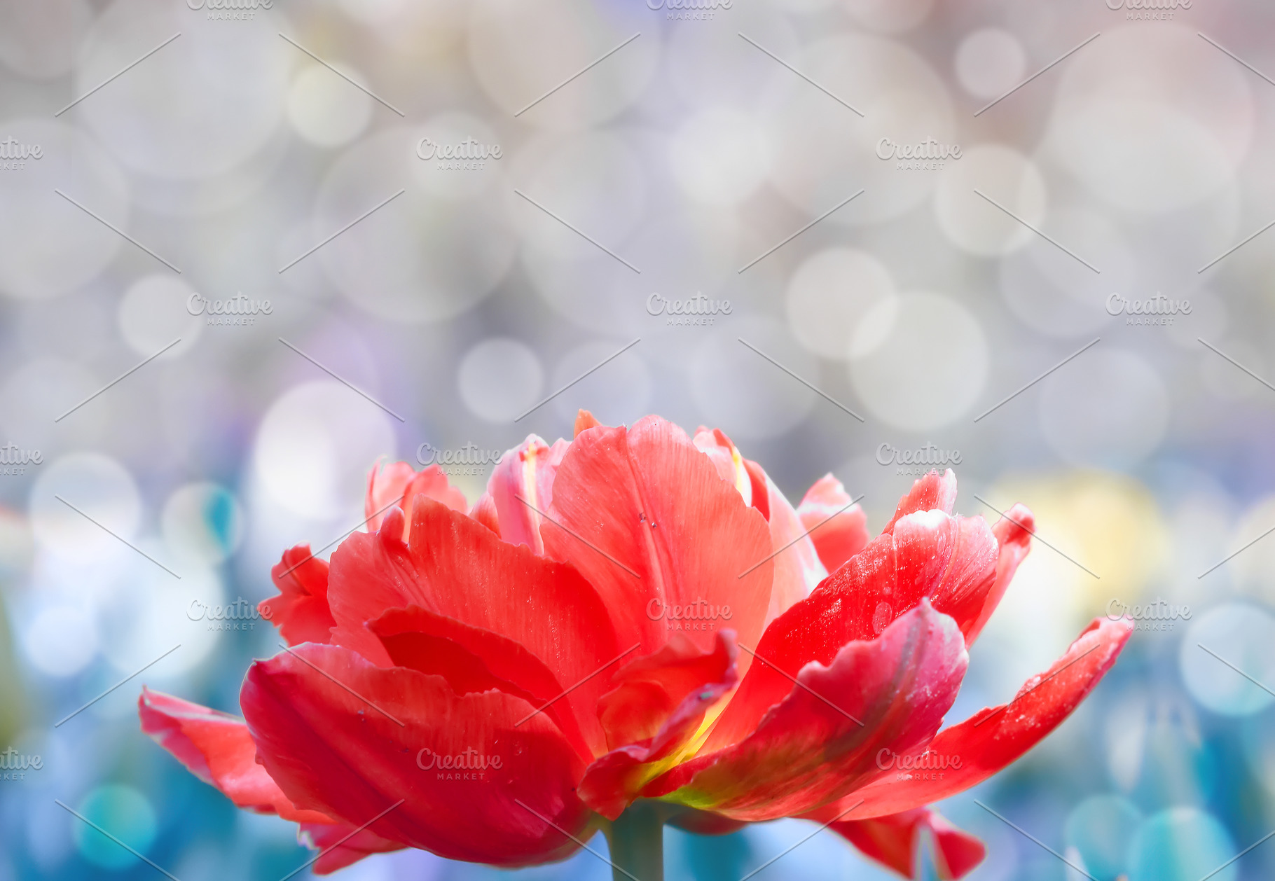 Beautiful red tulip, a Nature Photo by Vladimir Kazimirov
