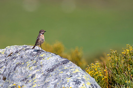European Stonechat perched on a rock.