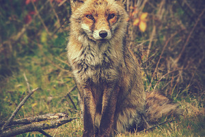 Vulpes vulpes fox