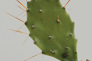 Cactus with spider containing green, cactus, and plant, a Nature Photo by René Jordaan Photography