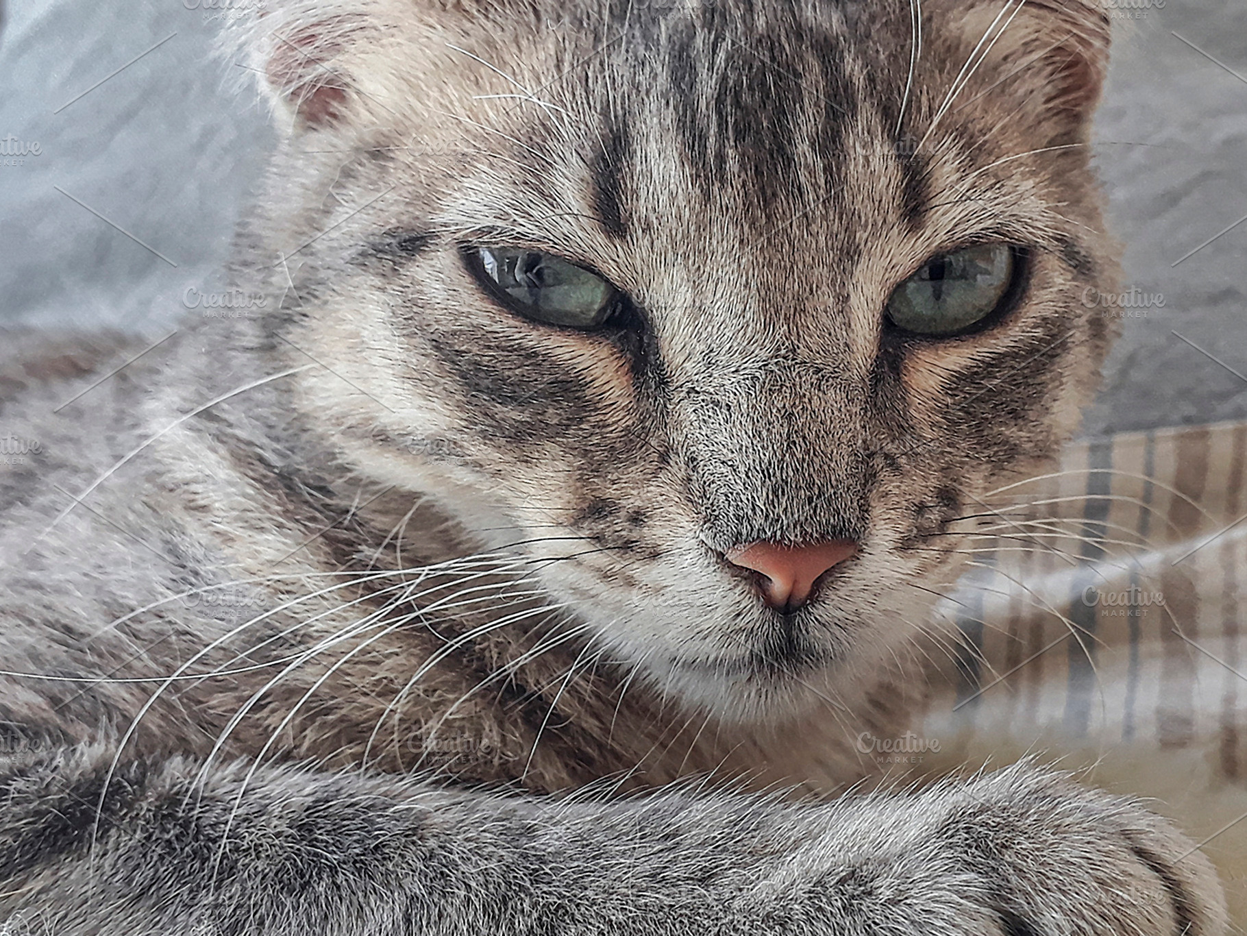 Kitten watching at camera, an Animal Photo by DanFLCreativo