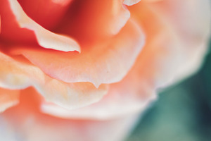 Elegant Botanical Rose Portrait, an Abstract Photo by René Jordaan Photography