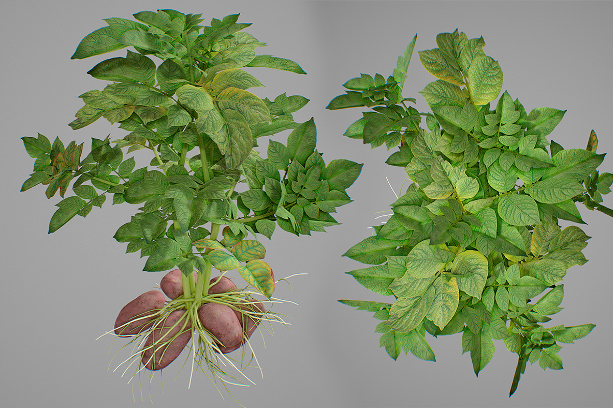 Potato plant, an Environmental 3D Model by AndrewWhite (Photo 1 of 11)