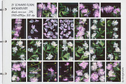 BLOOMSHIFT glitch floral backgrounds, a Background Graphic by alenaganzhela (Thumbnail 8 of 8)