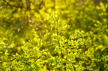 Full frame image of dense lime green shrub with young leaves in late spring or
