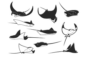 Manta Ray, Stingray Animals