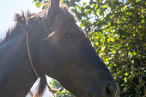 Brown horse in Hiva Oa, Marquesas Islands, French Polynesia, a Nature Photo by GoodGoods