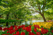 Vibrant Red Tulips in Full Bloom, a Nature Photo by Silent Nature (Thumbnail 4 of 4)