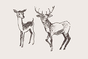 Hand drawn collection of deer, an Animal Illustration by TheMountBirdStudio (Thumbnail 5 of 6)