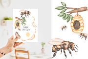Watercolor Life Cycle Set, an Education Illustration by MayaNavits (Thumbnail 4 of 11)