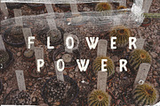 Fibre - Vintage Font, a Script Font by Wild Ones (Thumbnail 3 of 8)