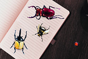 Insects, an Illustration by Alena (Thumbnail 3 of 3)