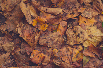 Autumn leaves background stock photo containing autumn leaves and fall leaves, a Nature Photo by PremiumCoding