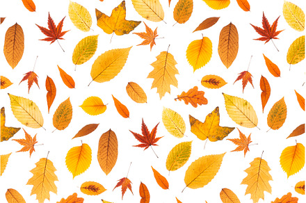 Autumn Leaves Pattern, a Holiday Photo by Anna Efetova