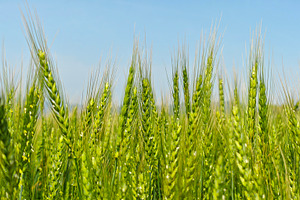 Young green wheat growing in an agricultural field, symbolizing, a Photo by salmon.black