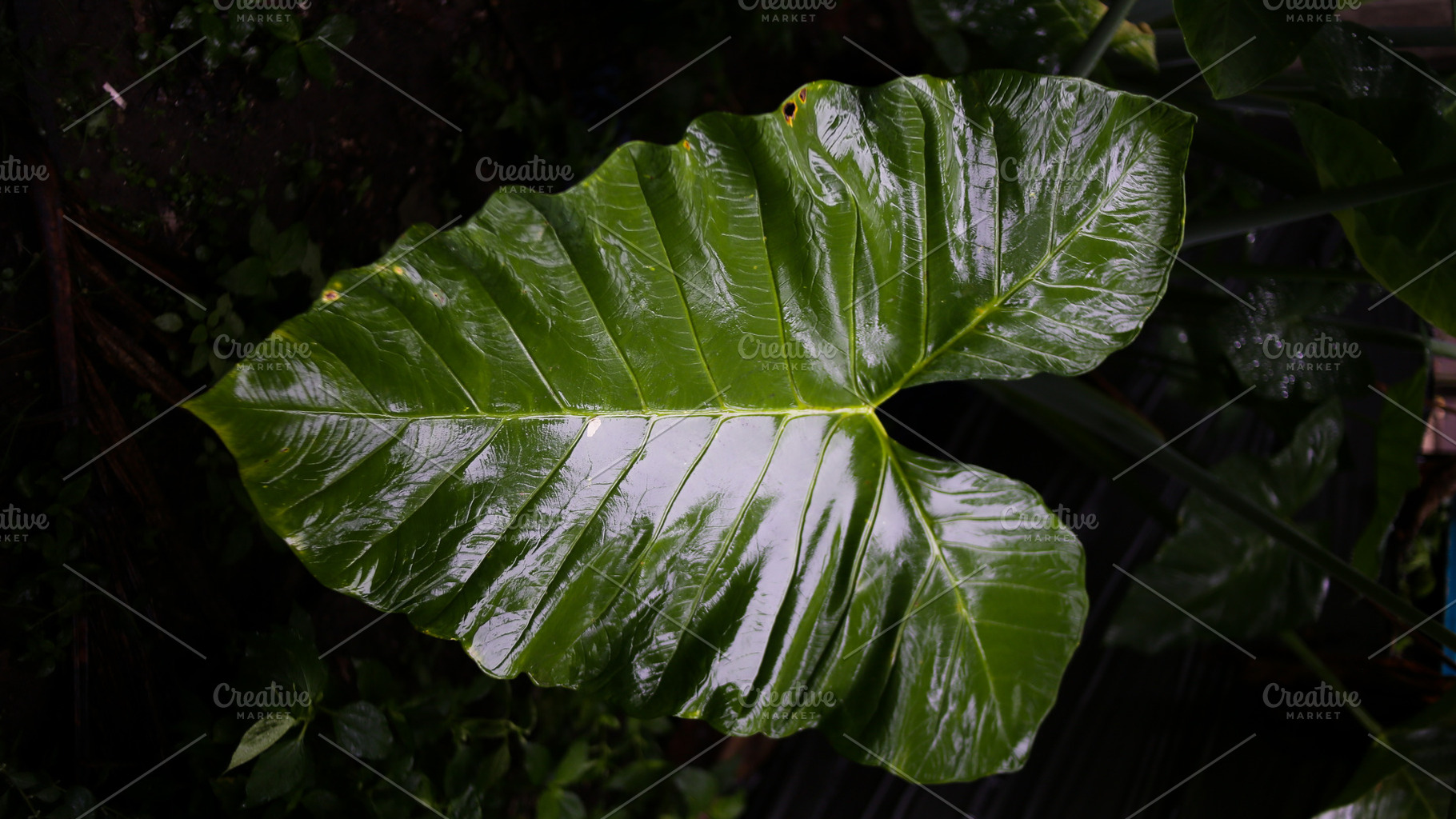 Close-Up of Wet Taro Leaf with Rain, a Nature Photo by bastera