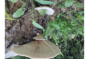 Wild mushrooms growing abundantly on