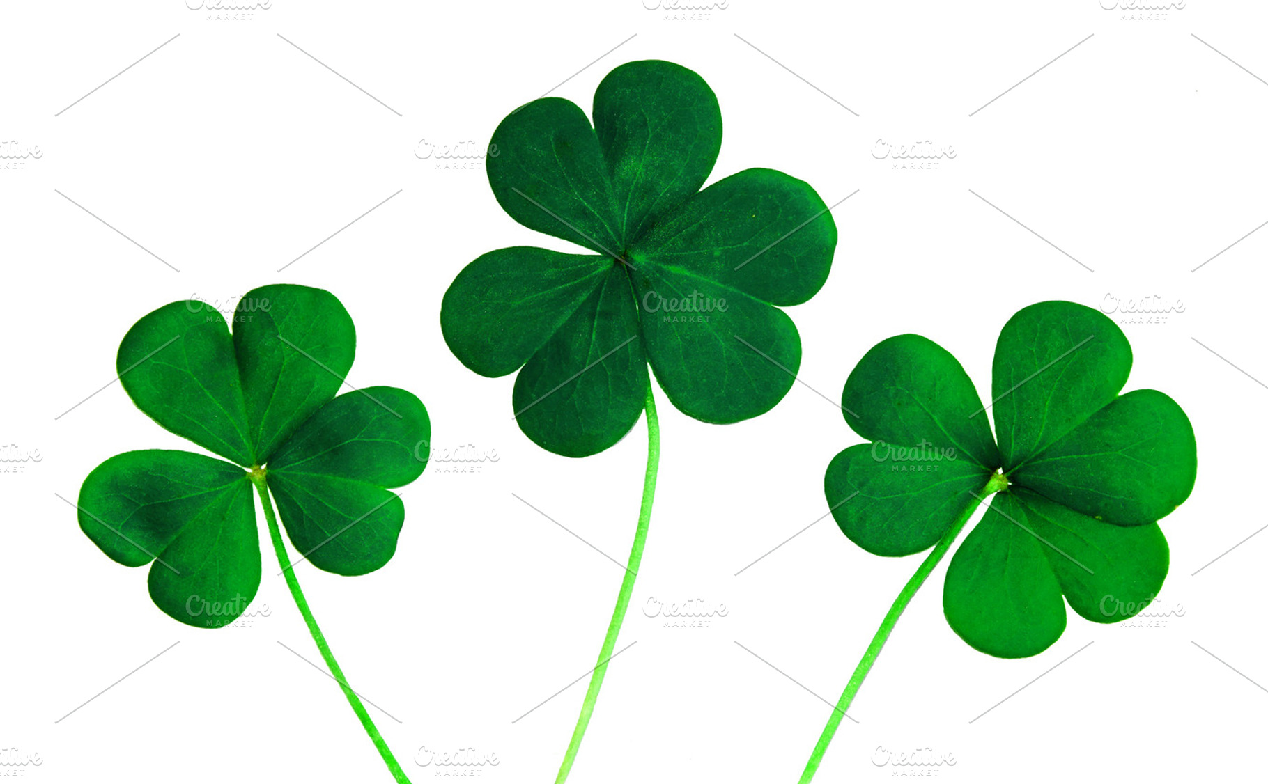 Close-up photo of 3 clovers, a Nature Photo by Professional Assets