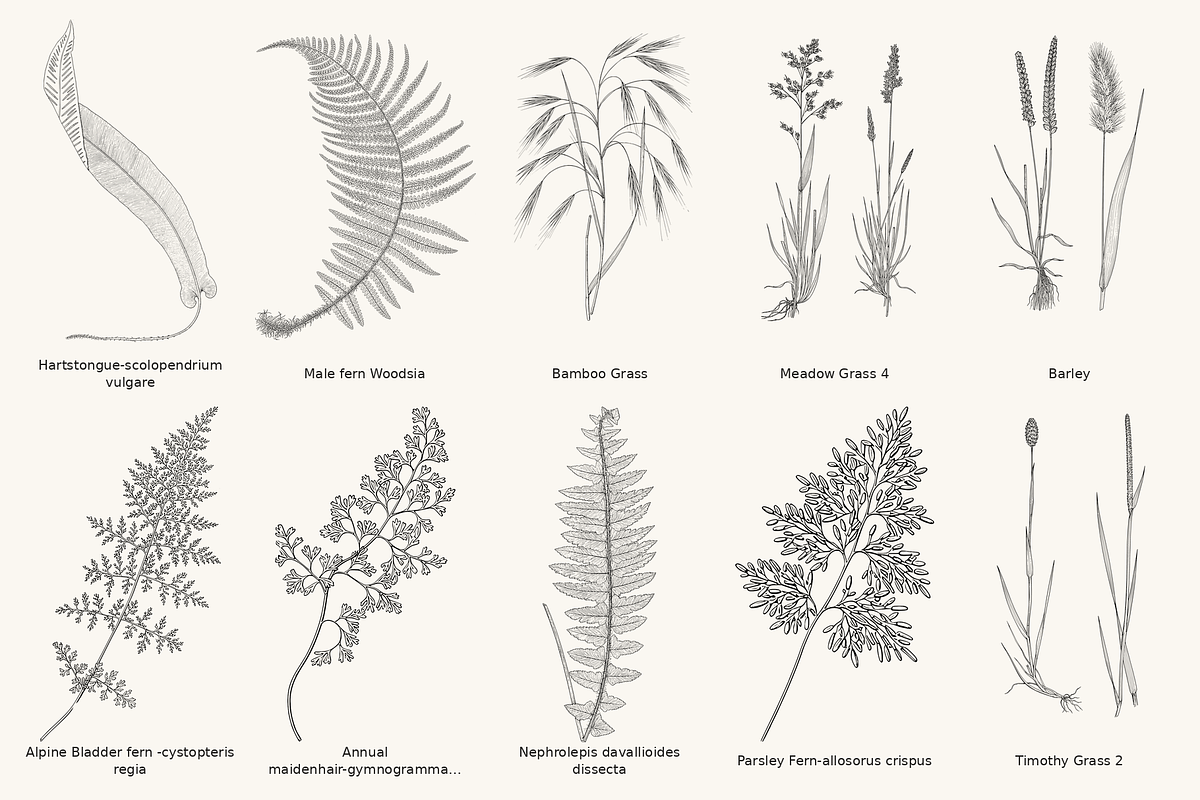 Fern & Grass Line Art Collection, a Decorative Illustration by AW Studios (Photo 7 of 11)