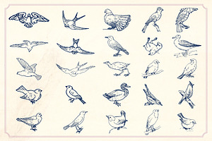 Vintage Hand Drawn Birds