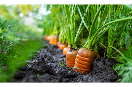 Carrot harvest in the garden, a Food & Drink Photo by yanadjana