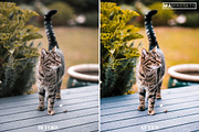 10 CAT Lightroom Presets, a Preset Add-On by MaPresets (Thumbnail 8 of 15)