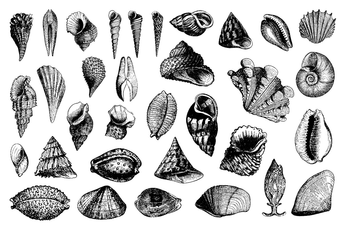 Nautical Vintage Illustrations, an Animal Illustration by hypegraphic (Photo 5 of 6)
