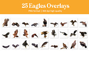 Bald Eagle Overlays, an Object Graphic by DreamyOverlay (Thumbnail 4 of 4)