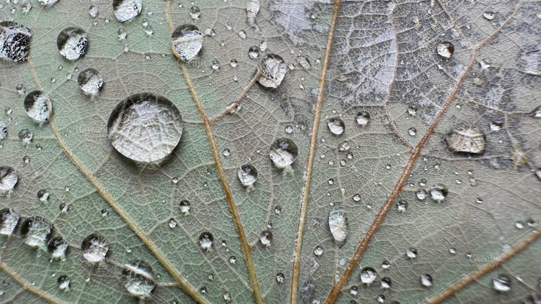 Raindrop on leaf texture background, a Nature Photo by ArtBackground